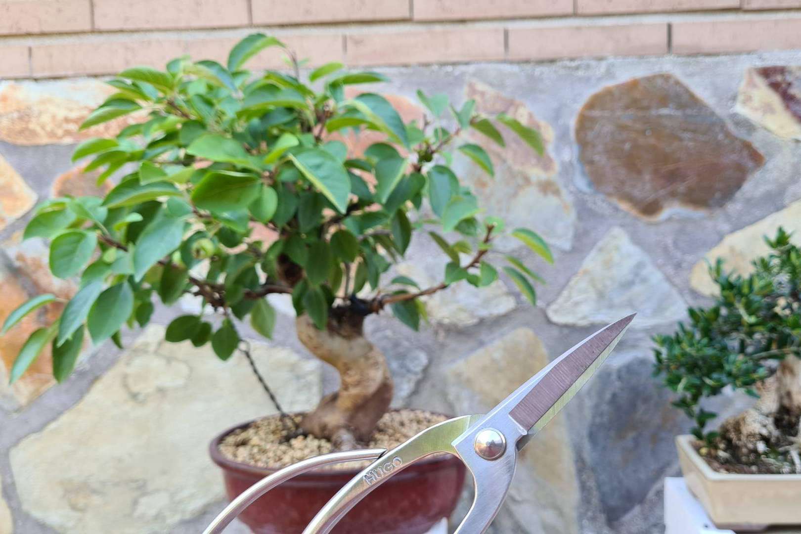 Hugo Bonsai ofrece las herramientas necesarias para un bonsái