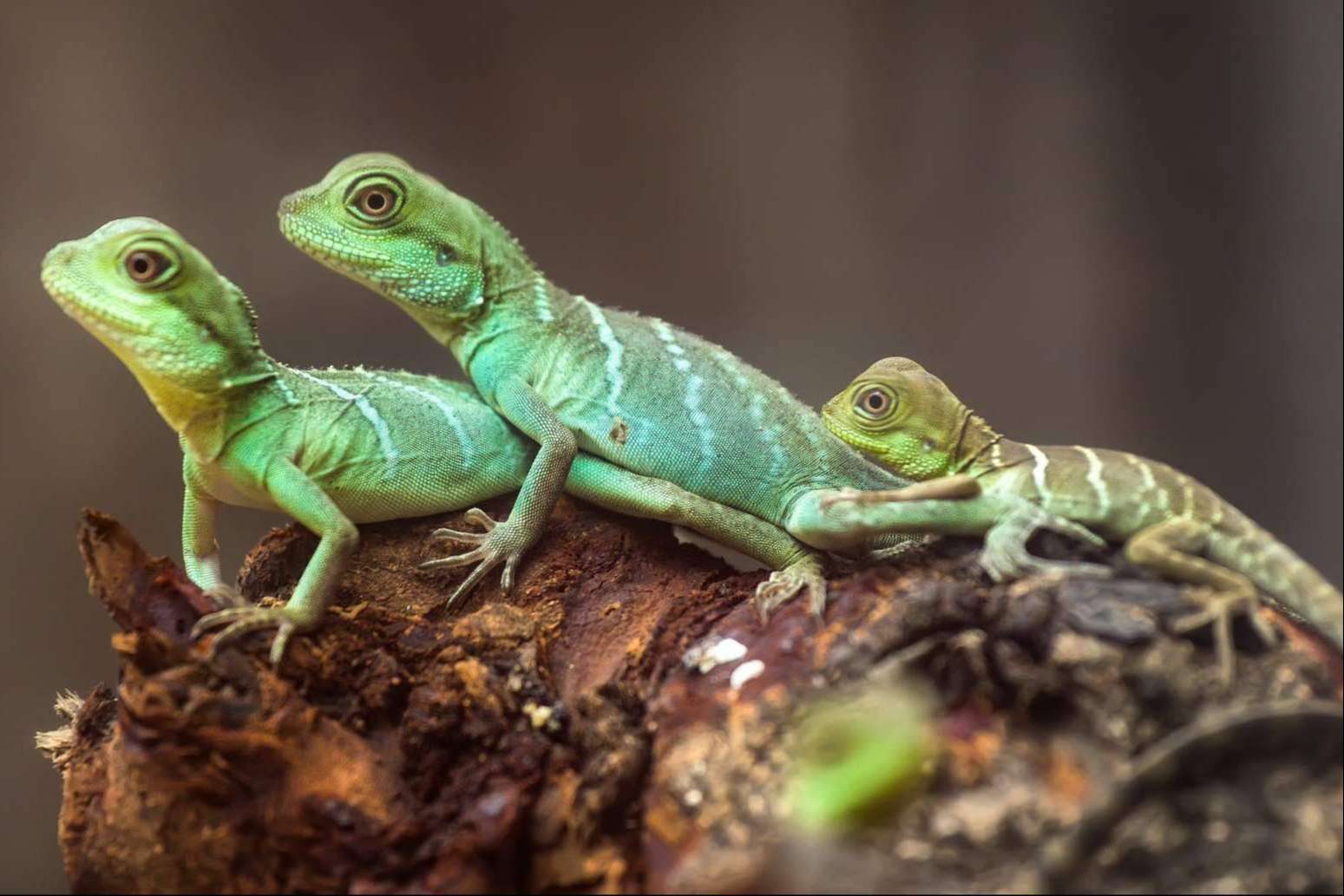 Reptiles como mascota: ¿Qué se debe saber?, por Animalzone