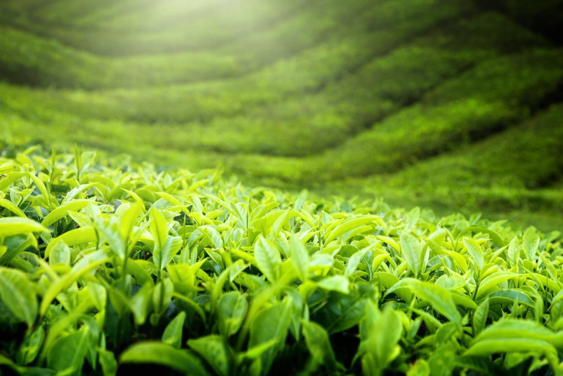 La tienda online de tés ecológicos Replantea