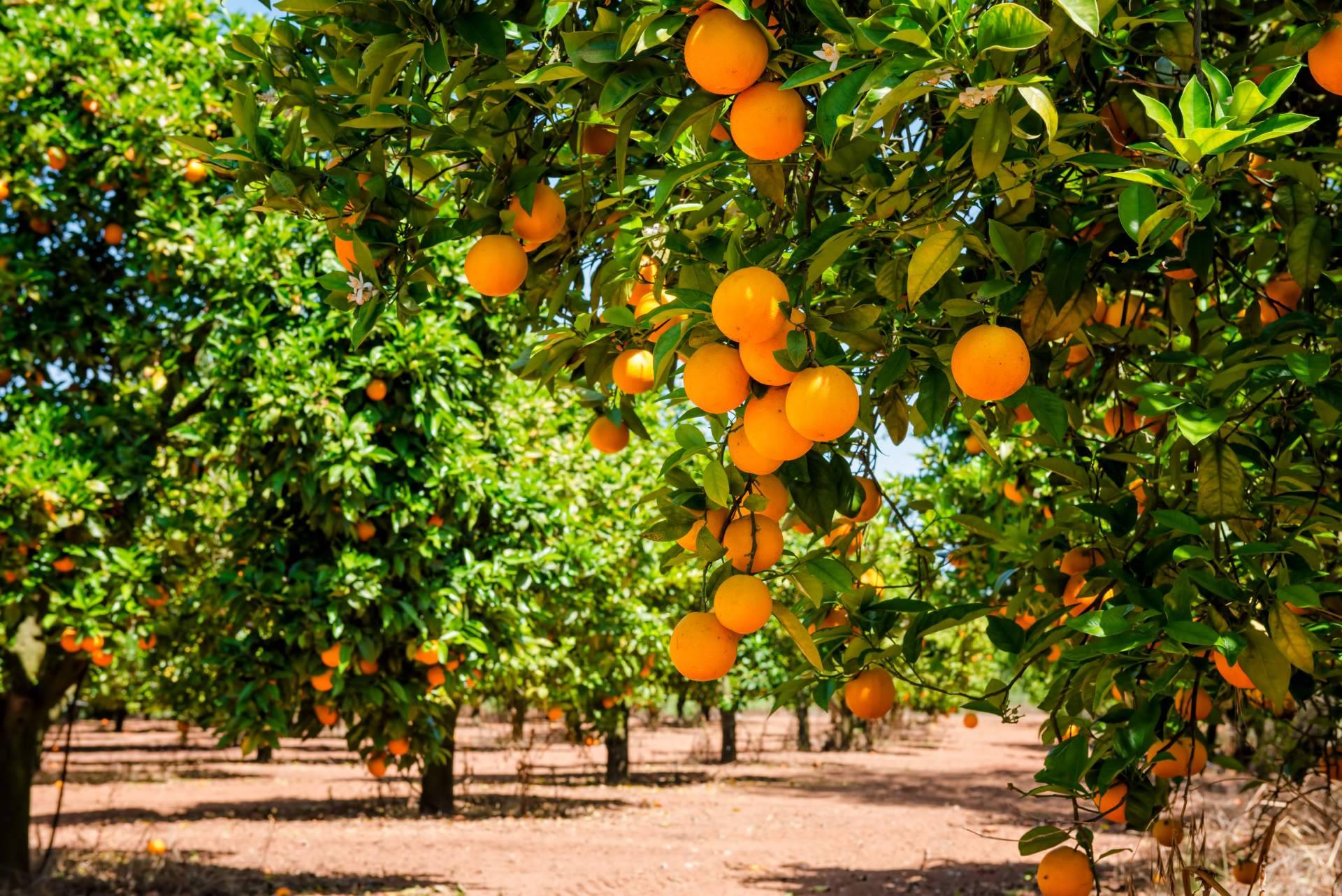 La Finca El Carraixet permite comprar naranjas directamente al agricultor