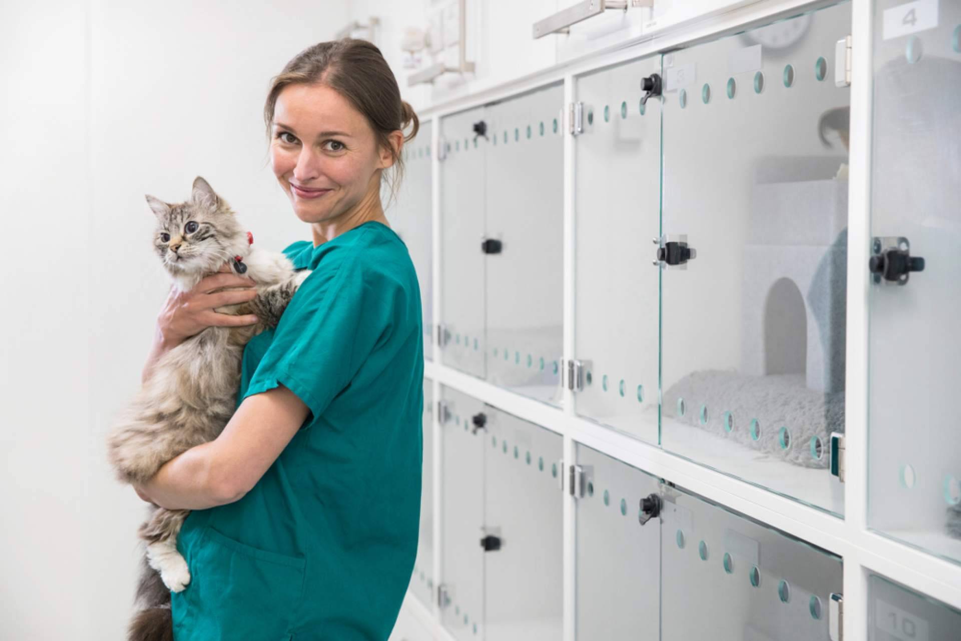 ¿Por qué aparece la fiebre en los gatos?
