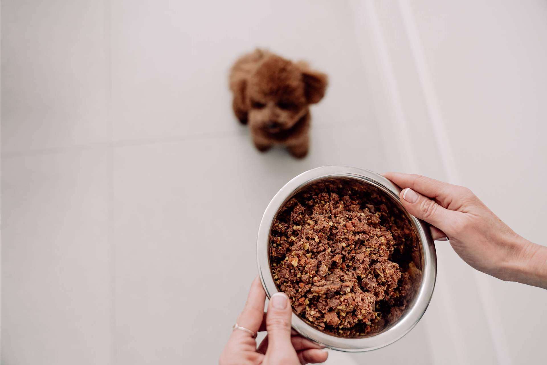 Las diferencias entre la dieta BARF vs comida natural para perros cocinada, de la mano de Dogfy Diet