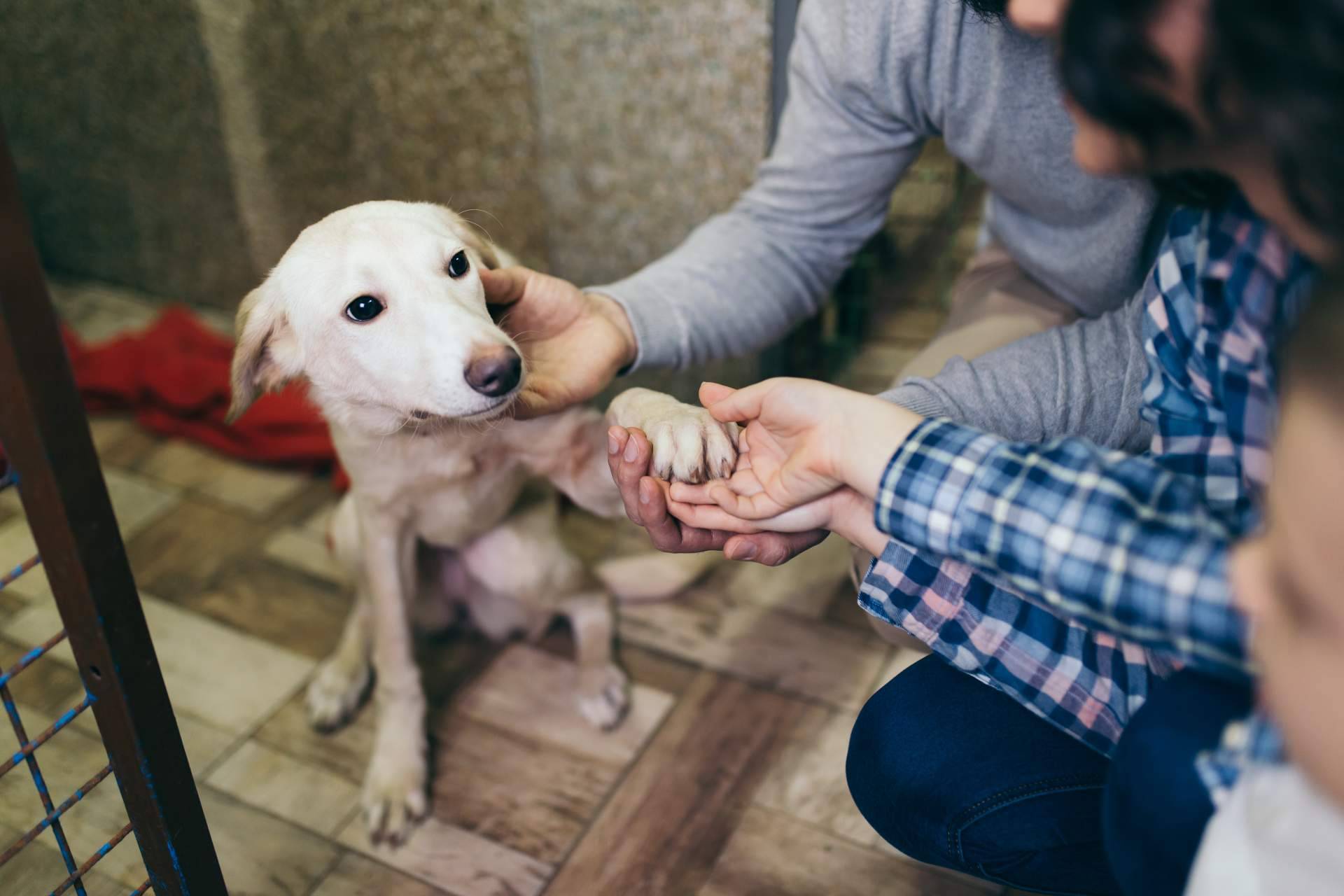ADOPTA y su pienso hipoalergénico de salmón proporcionan una alimentación saludable y nutritiva para perros con sensibilidad alimentaria