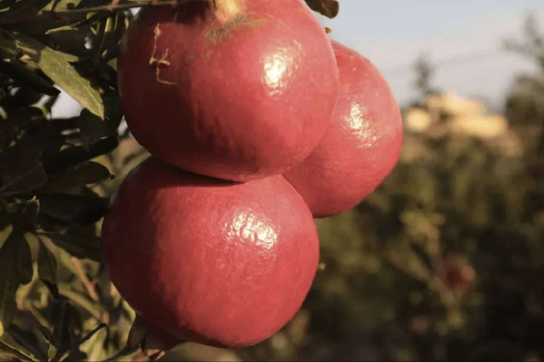 Granadas ecológicas y biodinámicas online, con Granalma