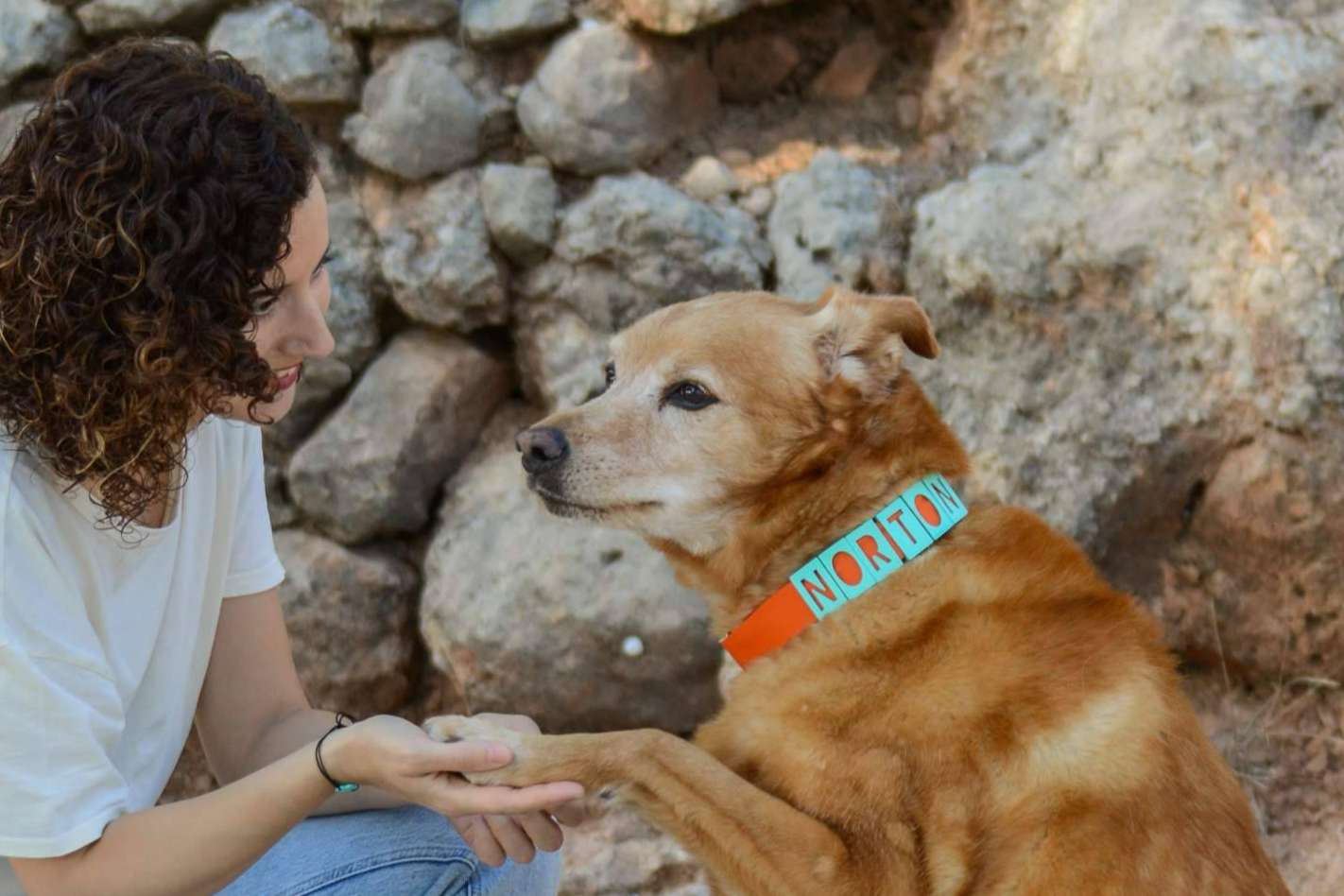 Proteger a la mascota con los collares y chapas personalizadas de Seron