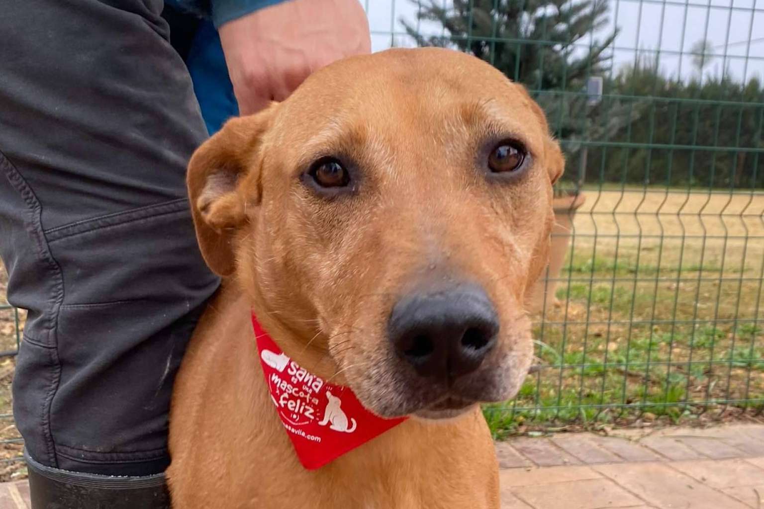 SOS Vidas, esperanza y protección para los animales en situación de abandono