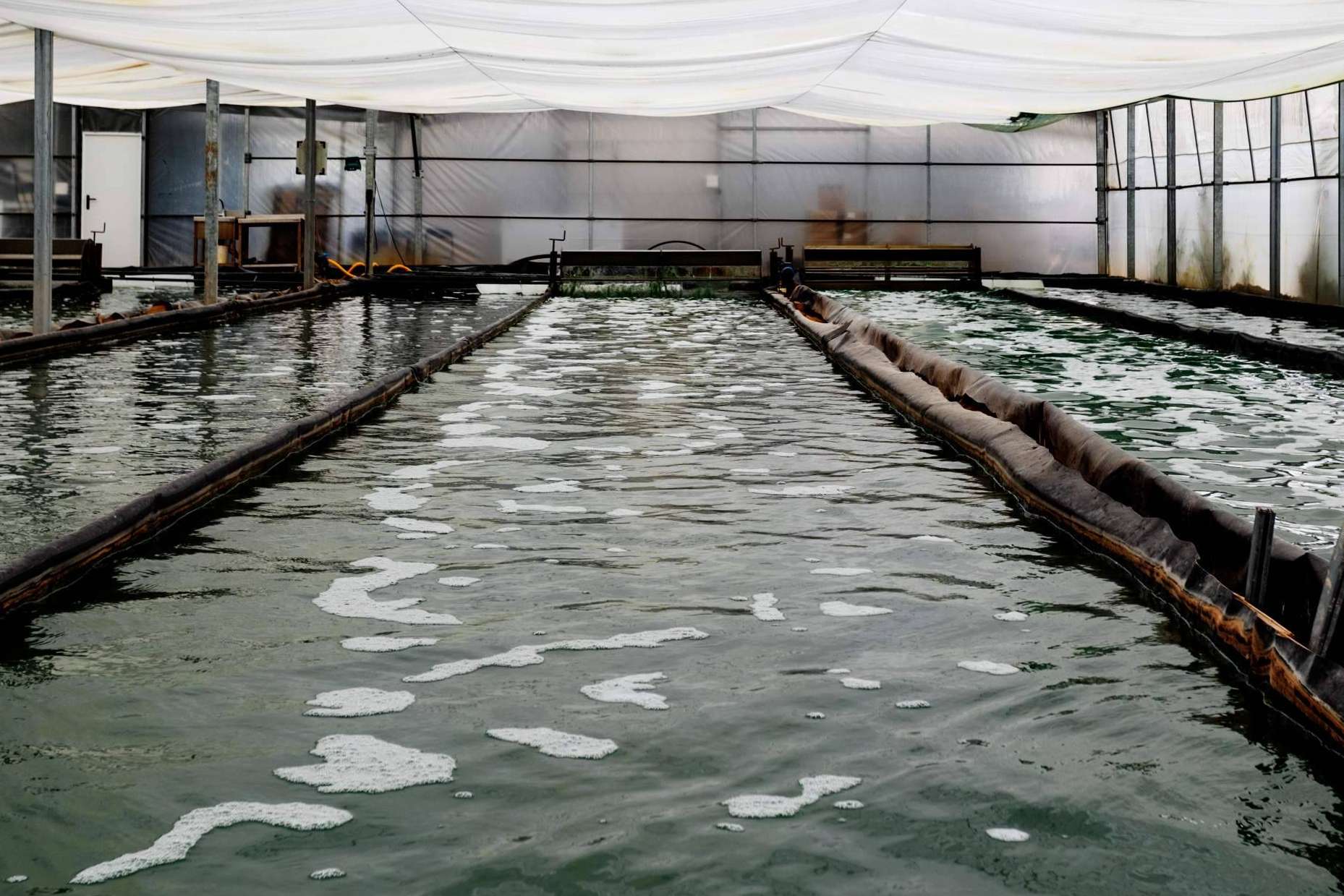 Blauver redefine el mercado de los suplementos alimenticios con su espirulina fresca